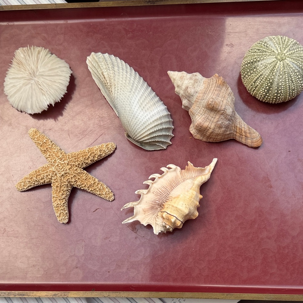 Six Midsize Compatible Shells for Decor, Crafts, Collections.